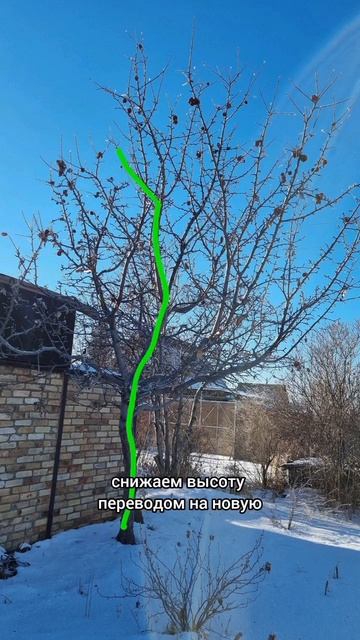 обрезка дерева