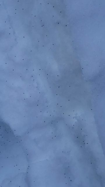 Puce de neige ou plutôt collemboles смотреть онлайн