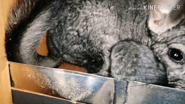 Шиншиллята смотреть онлайн