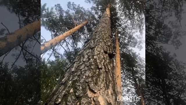 Видео ролик для вас. смотреть онлайн