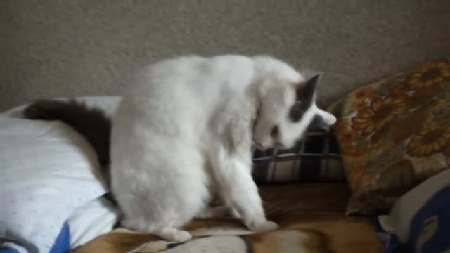 Томас после мойки) Часть 1. смотреть онлайн
