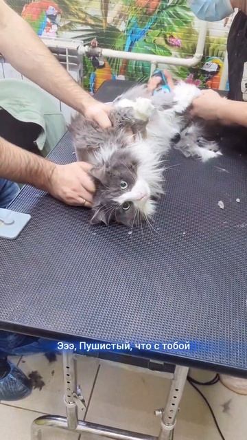 Поход Космоса и Сэма в груминг)) смотреть онлайн