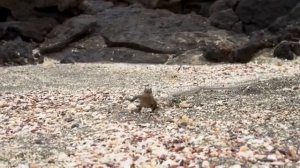 игуана убегает от змей