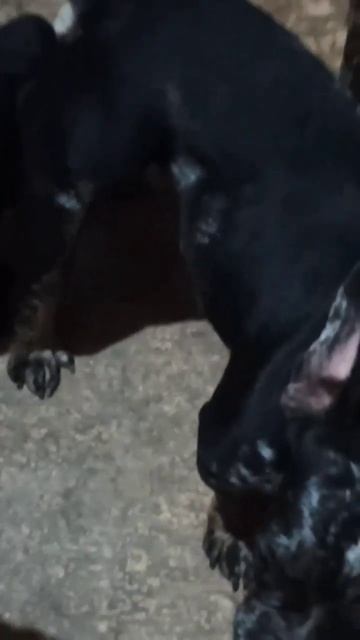 в'язка мерле француза ожидаються щенки смотреть онлайн