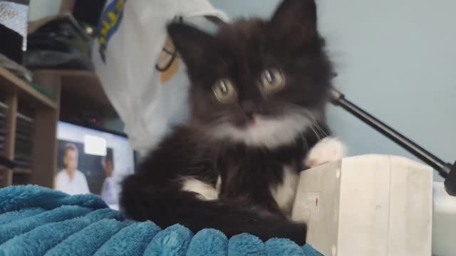 Дневник кошечки Пуси. Электрик и робот-пылесос