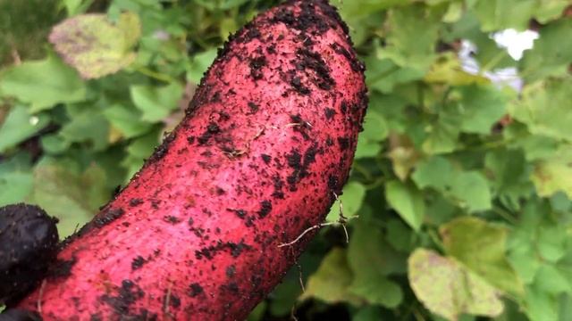 How to grow sweet potatoes? How to grow purple sweet potatoes? Super easy way to your own superfood смотреть онлайн