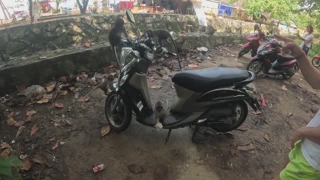 Обезьяны обедают. Ао Нанг, Тайланд, провинция Краби. смотреть онлайн