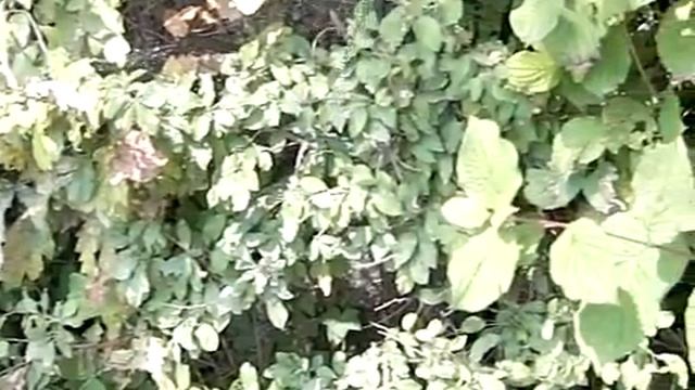 aeshna cyanea aeshne bleue vol ralenti 300 смотреть онлайн