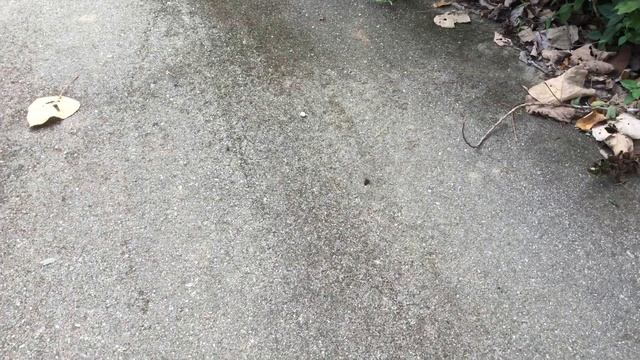 インスラリスウラギンシジミ / Curetis insularis　ランカウイ島・キサップ Kisap Langkawi　2016/02/27 butterfly of Malaysia смотреть онлайн