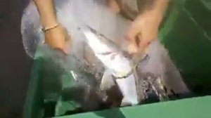 Заброс Кастинговой сети Испанского типаНакидка парашют www castingnet ru1