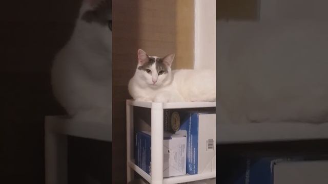 доброе утро, 20 марта, опять загнали Фасольку в угол смотреть онлайн