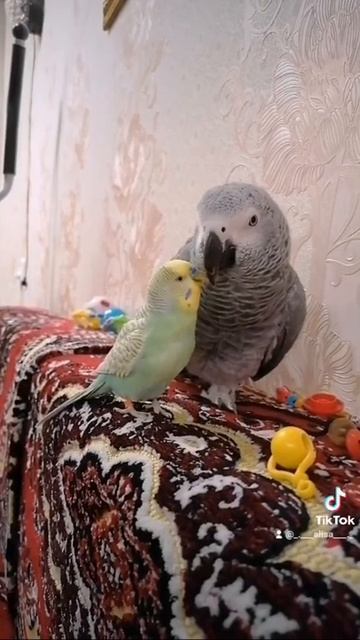 Попугай жако Алиса и волнистик Тоша😍сладкая парочка смотреть онлайн