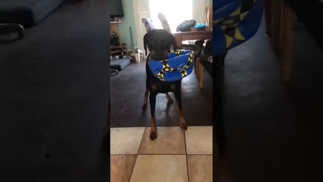 Euro doberman Tara Irish kc ice girl Kate slow mo смотреть онлайн