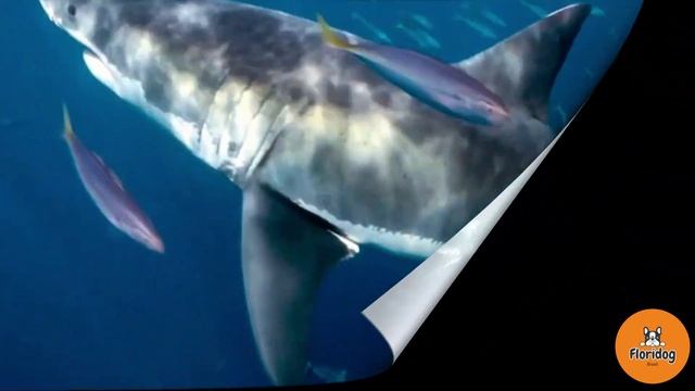 Esse animal foi o responsável pela extinção do Megalodon! смотреть онлайн