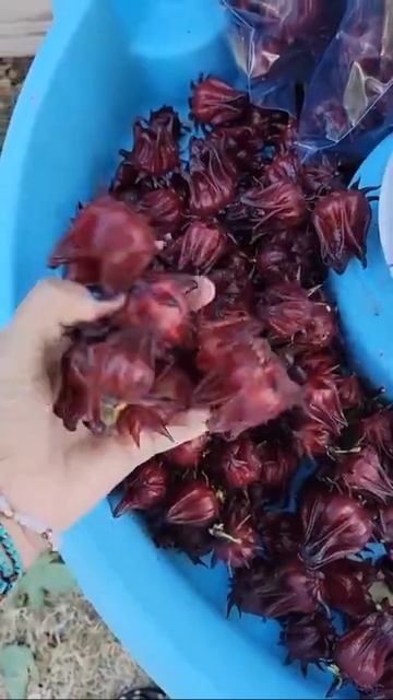 Hibiscus tea for weight loss #hibiscus #sorrel #jamaica #roselle #weightloss #natrualherb #detox смотреть онлайн