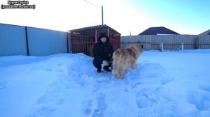 Метис Кавказской овчарки, легенда канала!