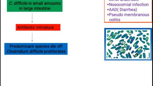 Clostridium difficile || Medical Microbiology смотреть онлайн