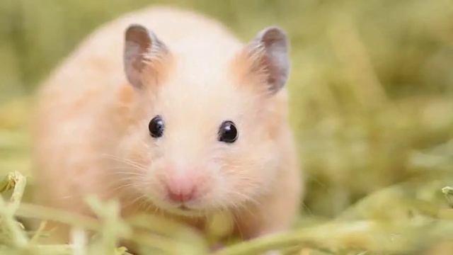Is My Hamster Hibernating or Dead? Hamster Hibernation Explained смотреть онлайн