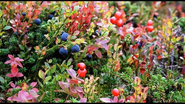 К  Бальмонт  Осень  Созревает брусника #поэтысеребряноговека  #стихиобосени