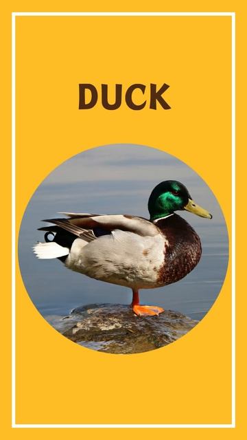 Farm animals #learning #english #animals смотреть онлайн