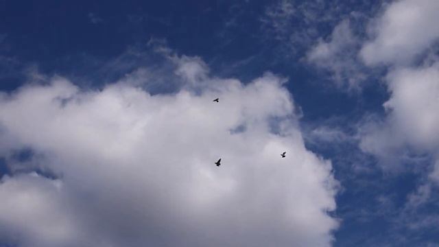 Голуби Валеры Панзина .Август 2016 смотреть онлайн