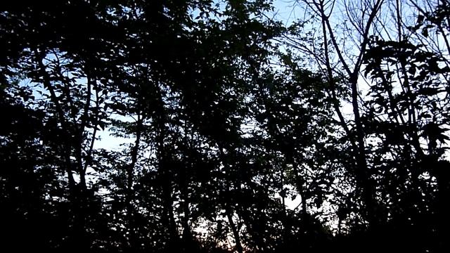 Пение птиц на восходе солнца - Birdsong at dawn ! смотреть онлайн