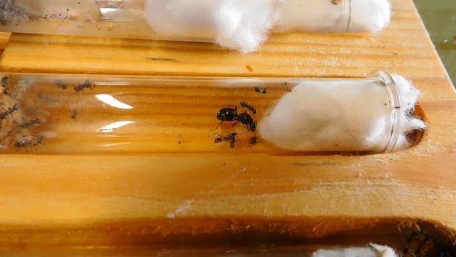 Formica sp. смотреть онлайн