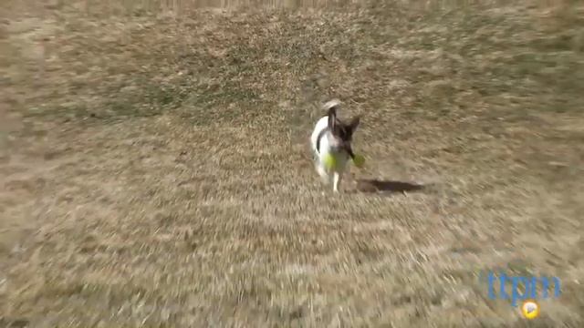 Funchux from Petprojekt смотреть онлайн