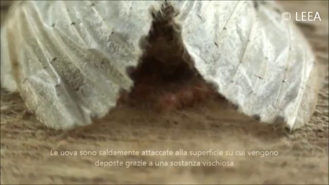 Lymantria dispar - ovideposizione смотреть онлайн