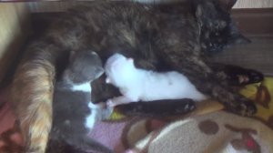 Родился белый котенок у черной кошки!