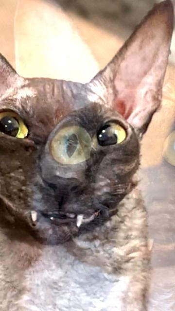 Кот с клоунской улыбкой прославился в интернете #Shorts смотреть онлайн