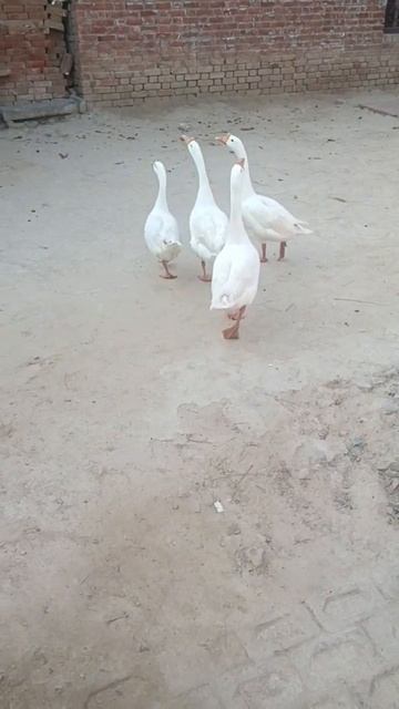 catching ducks🥳💖❤️ #trendingshorts #ytshorts смотреть онлайн