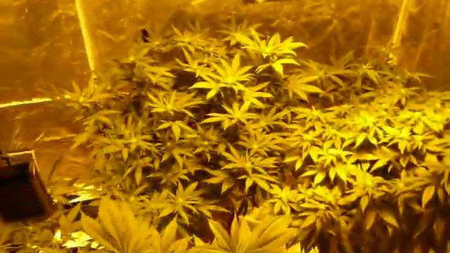 1200 watt update! (SouthWestGrower) смотреть онлайн