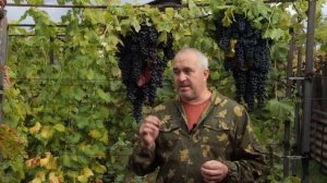 Подготовка виноградника к зиме.