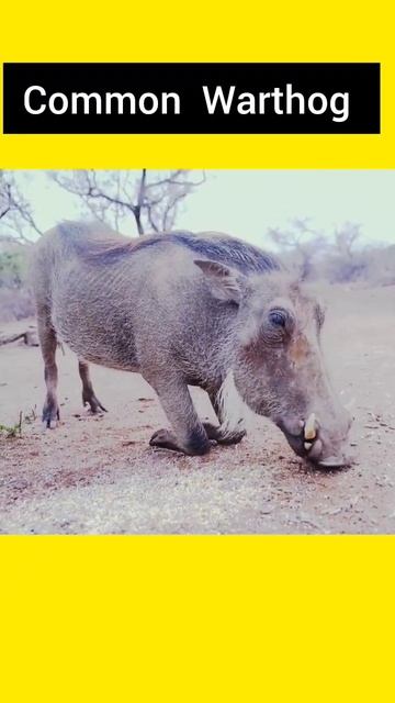 Common Warthog 🐗 | #shorts #youtube #trending #commonwarthog #viral смотреть онлайн