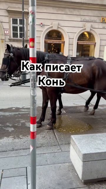 Звериные истории: таинственные миры