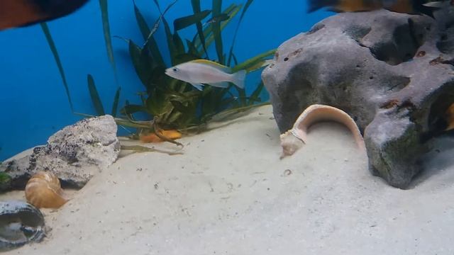 Tropheus Bemba & co 3 смотреть онлайн