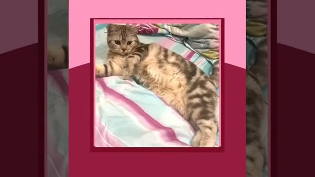 Кошачьи истории. В главной роли Лорик. Часть 2 смотреть онлайн