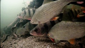 Река Волга. Глубина 3 метра. 25.01.2025.