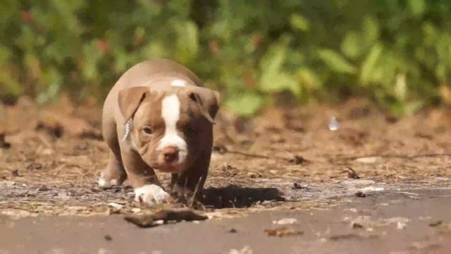 САМОЕ МИЛОЕ СОЗДАНИЕ! смотреть онлайн