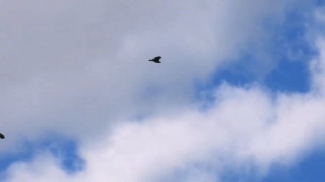 Полет канюка смотреть онлайн