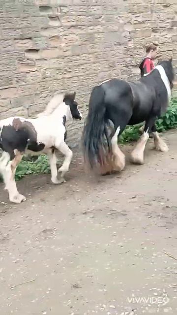 TRADITIONAL COB MARE & FILLY FOAL смотреть онлайн