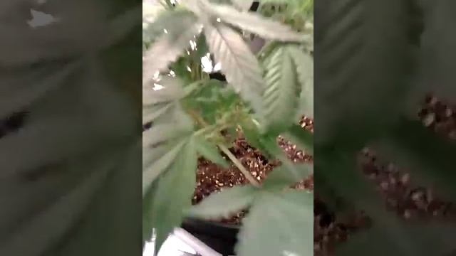 Veg and flower update 3x3 grow tent 250 watt cfl смотреть онлайн