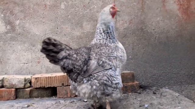 ЩЕНОК vs 2-КУРИЦЫ! 🐶❌2🐓 У НАС НАЗРЕВАЕТ КОНФЛИКТ! ✌ смотреть онлайн