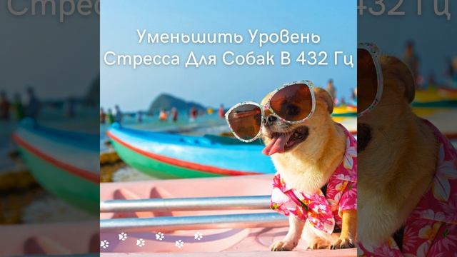 Сонная собака