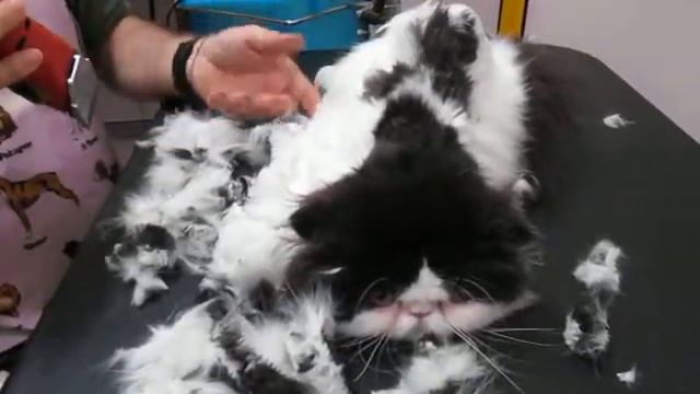 Как мы стригли кота часть 1 смотреть онлайн