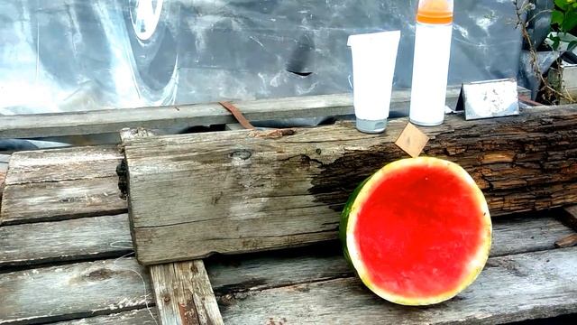 A Kalashnikov rifle for kids shooting at targets Bank cover watermelon video смотреть онлайн