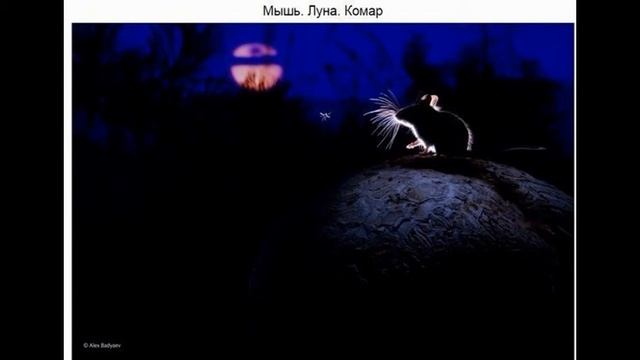 Лучшие фотографии месяца. смотреть онлайн