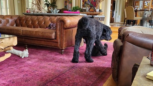 Bouvier Des Flandres puppy vs Black Russian Terrier смотреть онлайн
