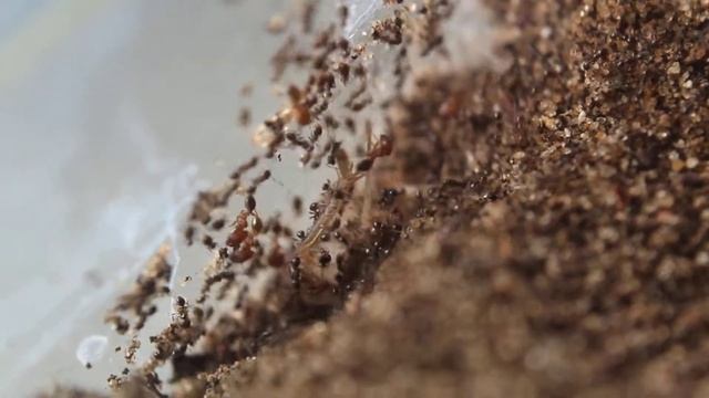 Pheidole bicarinata swarming cricket смотреть онлайн